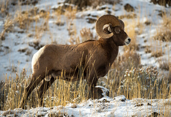 Canvas Print - Big Horn Sheep