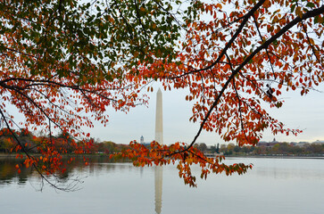 Wall Mural - Washington Monument and autumn foliage - Washington DC United States