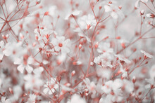 Soft Focus Blur White Flower. Fog Smoke Pink Nature Horizontal Copy Space Background.