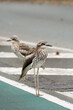 Bush Stone-curlews in the road
