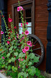 malwa rózowa, ogrodowa, Flowering Alcea rosea 