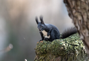 Wall Mural - black squirrel on tree in winter, no leaves, backlight