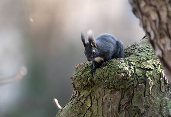 Wall Mural - black squirrel on tree in winter, no leaves, backlight