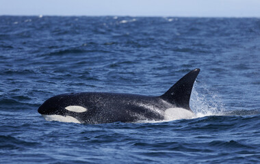 Wall Mural - killer whale, orca 