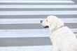 © Pixel-Shot - Guide dog near crosswalk in city