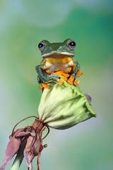 Wall Mural - Flying Tree Frog or Gliding Frog (Rhacophorus reinwardtii) on a flower bud