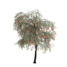3d Illustration Of Weeping Bottlebrush Tree Isolated On Transparent Background