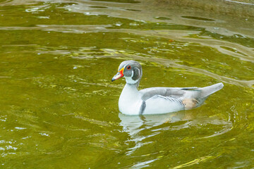 Sticker - Duck swimming in the water 