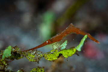 Wall Mural - Ocellated tozeuma shrimp Tozeuma lanceolatum