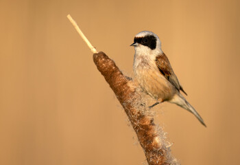 Poster - Penduline tit ( Remiz pendulinus ) - male