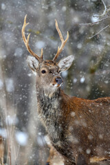 Fototapete - One adult red deer with big beautiful antlers on a snowy forest