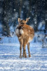 Fototapete - Female red deer on a snowy forest. Wildlife landscape with animal