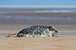 Atlantic Grey Seal Pup (Halichoerus grypus) at the stage where it has almost moulted it’s lanugo fully