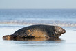Male Atlantic Grey Seal (Halichoerus grypus) at the edge of the tide