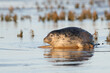 Harbour Seal (Phoca vitulina) playing on mudflats at sunset