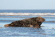 Male Atlantic Grey Seal (Halichoerus grypus) at the edge of the tide
