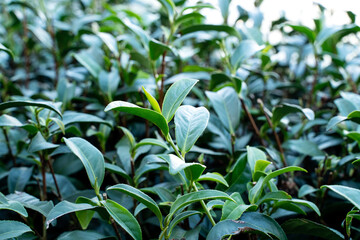 Beautiful green tea crop garden rows scene, design concept for the fresh tea product.