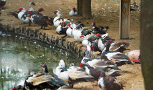 So Many Muscovy Ducks Bird Sitting Together Near River, Pond Or Lake Water Relaxing In Daytime In Zoo Of India