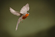 European Robin Hovering With His Wings Out In A Forest, A European Robin Flying In A Blur And Dim Background, Isolate Wildlife Bird Photography