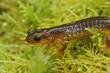 Closeup on the rare and endangered Columbia torrent salamander, Rhyacotriton kezeri in green moss