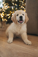 A Golden Retriever Puppy Sits On The Sofa At The Christmas Tree In Winter