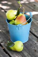 Wall Mural - ripe pears in a bucket