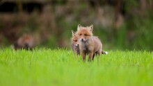 Baby Fox Kitten Puppies Playing On A Green Field With Litter Mates Sisters And Brothers Furry, Wild And Cute On Fullhd Canon Eos R5 Telelens