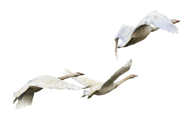 a flying flock of geese hand drawn in watercolor isolated on a white background. watercolor animal i