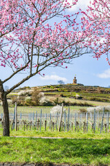 Blooming almond trees in Rhineland Palatinate (German Wine Street)