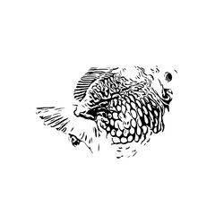 black and white drawing sketch of a goldfish with a transparent background