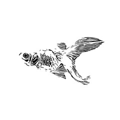 black and white drawing sketch of a goldfish with a transparent background