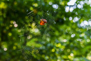 spiderweb with a fall leaf