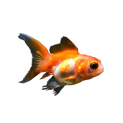 Wall Mural - goldfish design with transparent background is very beautiful