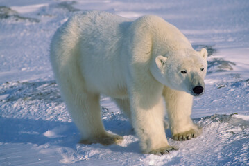 Poster - Closeup of male polar bear