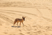 Jackals In The Dunes Of The Namib Desert, Swakopmund, Namibia.
