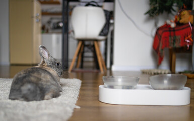 Wall Mural - Cute grey rabbit enjoying at home