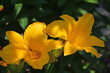 żółty liliowiec (Hemerocallis )
