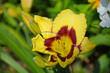 żółty liliowiec (Hemerocallis ), żółty kwiat z brązowym oczkiem	