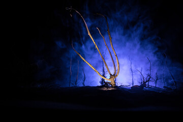 Wall Mural - spooky dark landscape showing silhouettes of trees in the swamp on misty night.