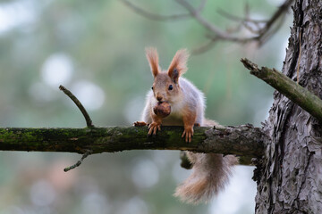 Wall Mural - Eurasian red squirrel Sciurus vulgaris portrait in the wild