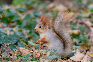 Wall Mural - Eurasian red squirrel Sciurus vulgaris closeup portrait