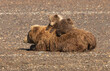 Two cubs resting on  mother sow