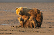 Brown Bear Sow and Her Three Triplets