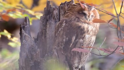 Wall Mural - Tawny owl in the autumn forest. Strix aluco. Owl sits on a broken tree trunk and turns its head. A bird on a beautiful background in the wild. Close up.