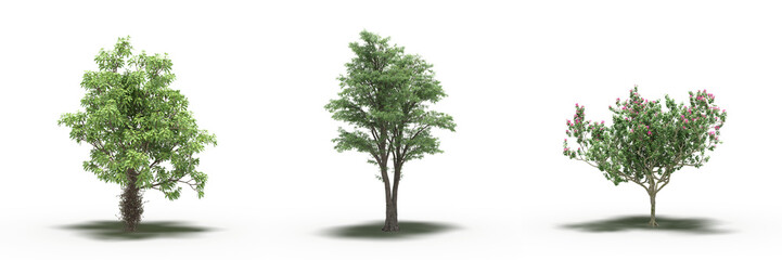 large tree with a shadow under it, isolated on a transparent background, 3D illustration, cg render