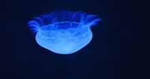 Moon jellyfish medusa, saucer jelly floating in the dark aquarium. Family Ulmaridae. Close-up. Clear waters. Natural habitat. Underwater shot of Aurelia Hawaii.
