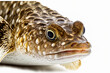 Close up of a fresh burbot fish on a white backdrop. Generative AI