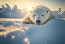 Beautiful Polar Bear In The Snow, 3d Illustration