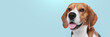 Happy pet. Cute Beagle dog smiling on pale light blue background, space for text. Banner design