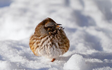A Fluffy Adorable Fox Sparrow Stands On Its One Foot In Cold Winter Snow.